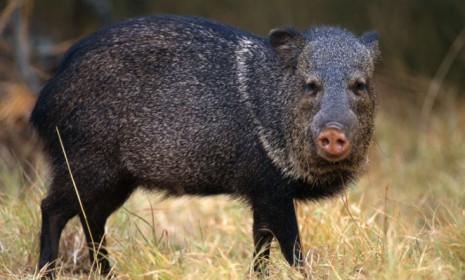 Gov. Rick Perry&#039;s solution to Texas&#039; feral pig problem: Letting hunters pile into helicopters and shoot as many hogs as they want.