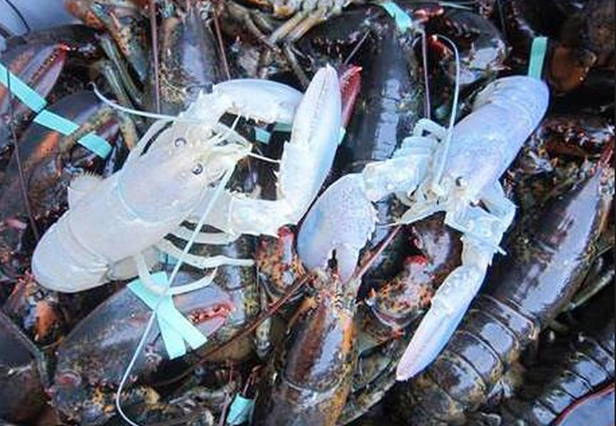 Questions swirl around extremely rare double-albino-lobster catch