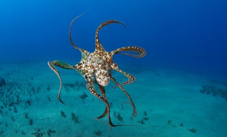 An octopus swims off the coast of Hawaii