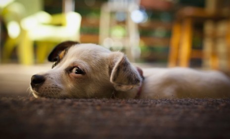Though little dogs tend to live longer than larger breeds, they&#039;re also more prone to cardiovascular disease, according to a new study.