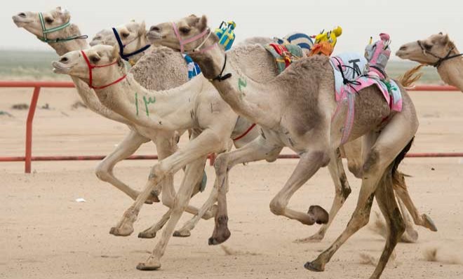 Racing camels