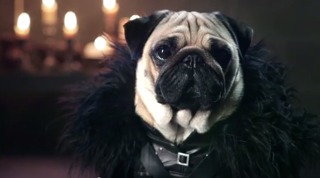 Game of Thrones with pugs is inexplicably riveting