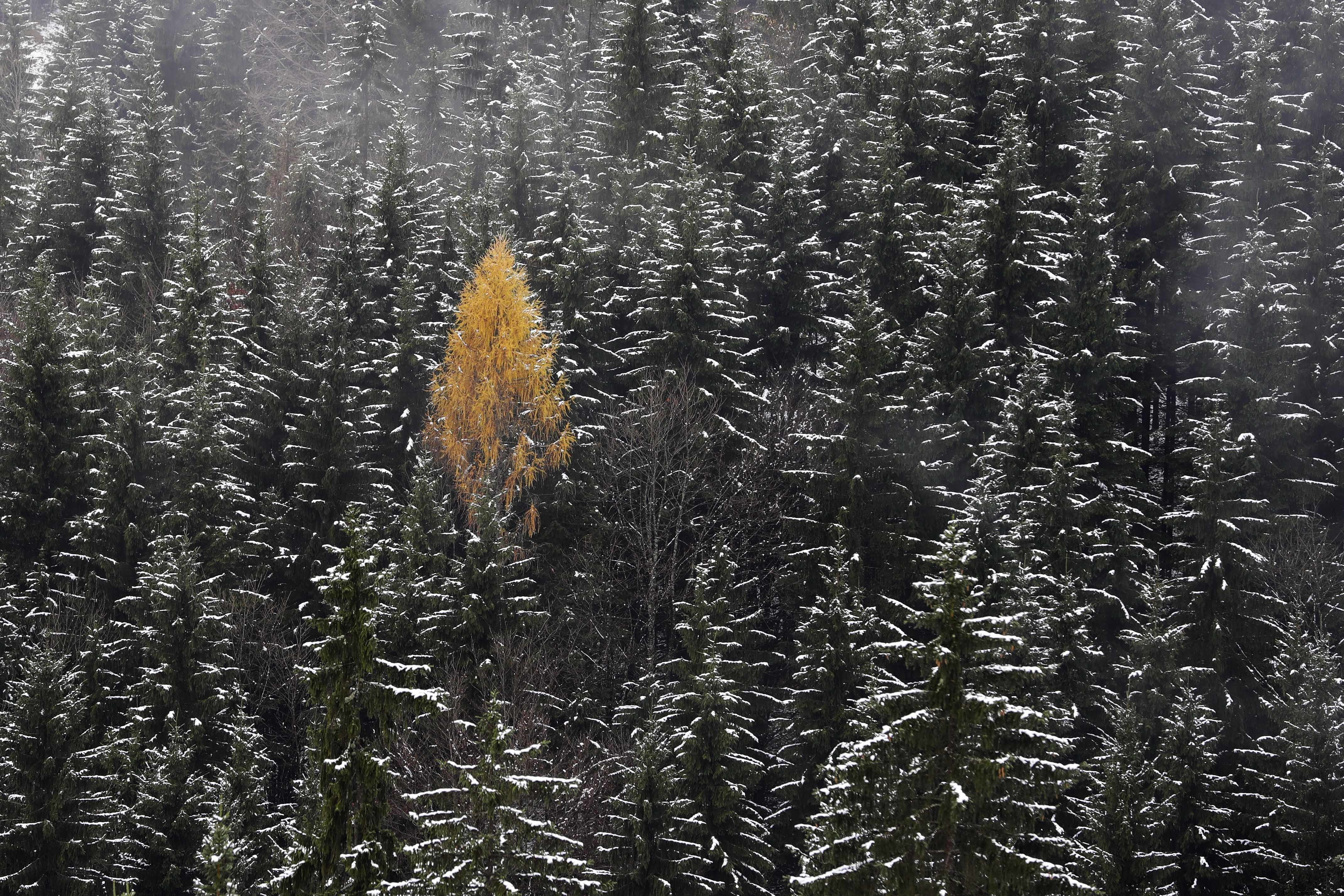 A golden larch in Bayrischzell, Germany.