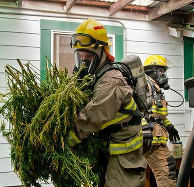 Firemen save marijuana crop from burning home