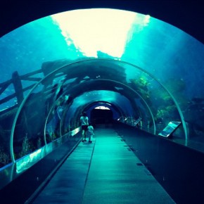 The largest aquarium