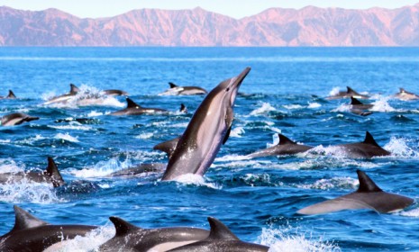 Often thought of as the friendly, buddies of the sea, dolphins are more aptly the gangsters of the sea, patrolling the ocean in hierarchical pods.