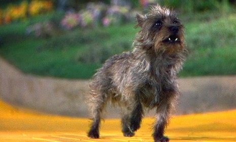 Dorothy&#039;s faithful companion, Toto, may be honored by the state of Kansas if a bill passes to make the Cairn terrier the state dog.