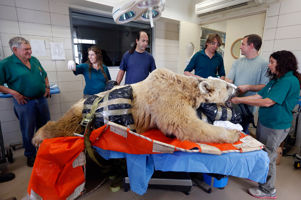 Photos of exotic animals visiting the doctor