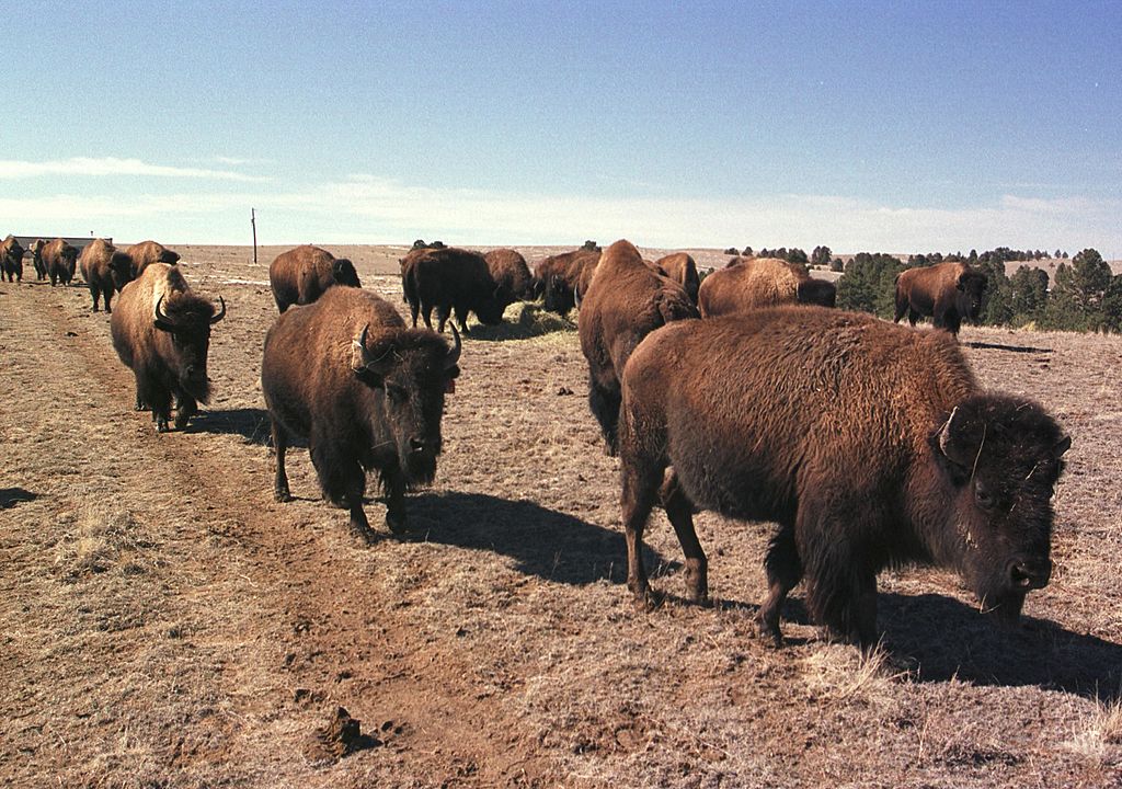 Grazing bison
