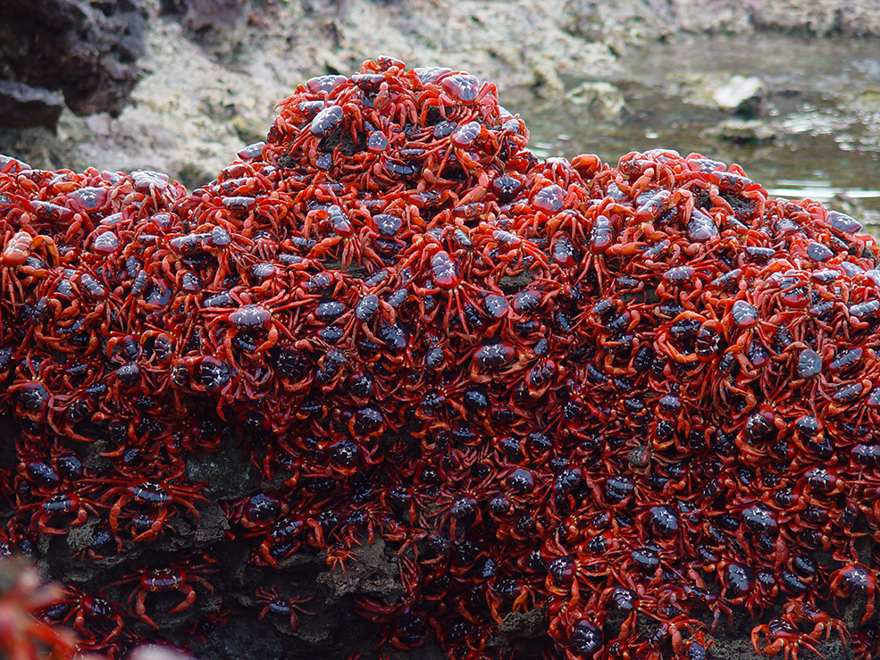 Christmas Island Crabs