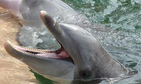 Scientists have created eight sounds that signify dolphin-friendly terms like &quot;seaweed.&quot; The hope is that the animals will mimic those sounds, allowing scientists to learn to decipher them. 