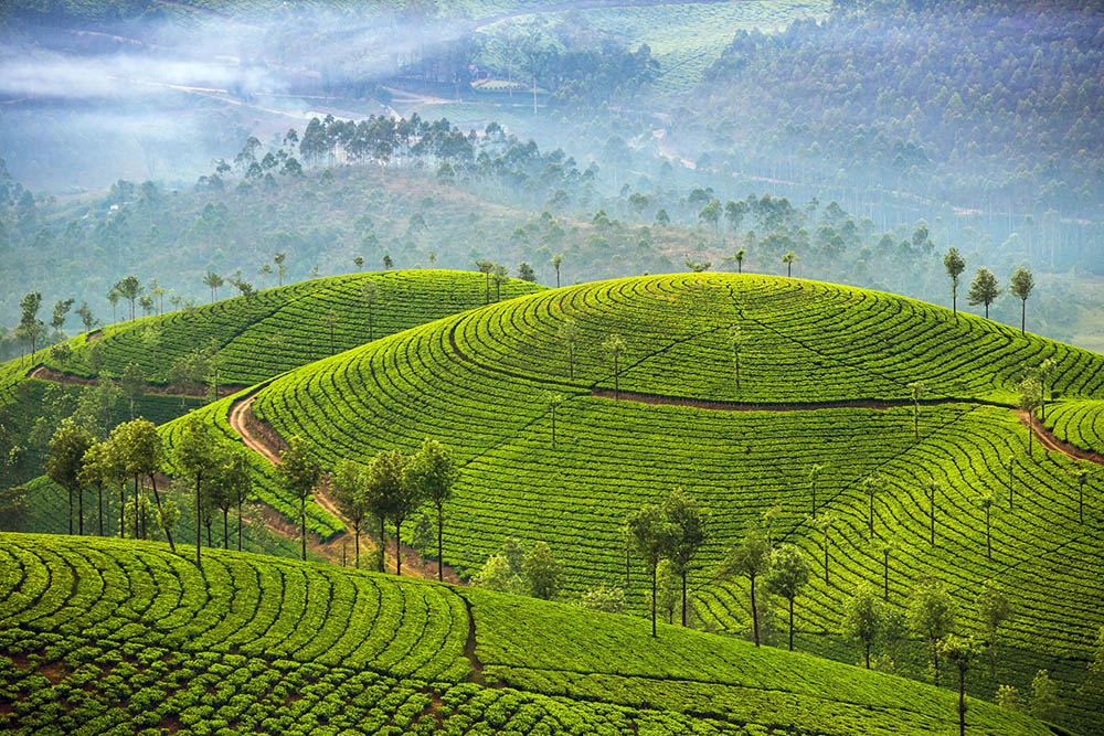 Tea plantations outside Munnar in Kerala.