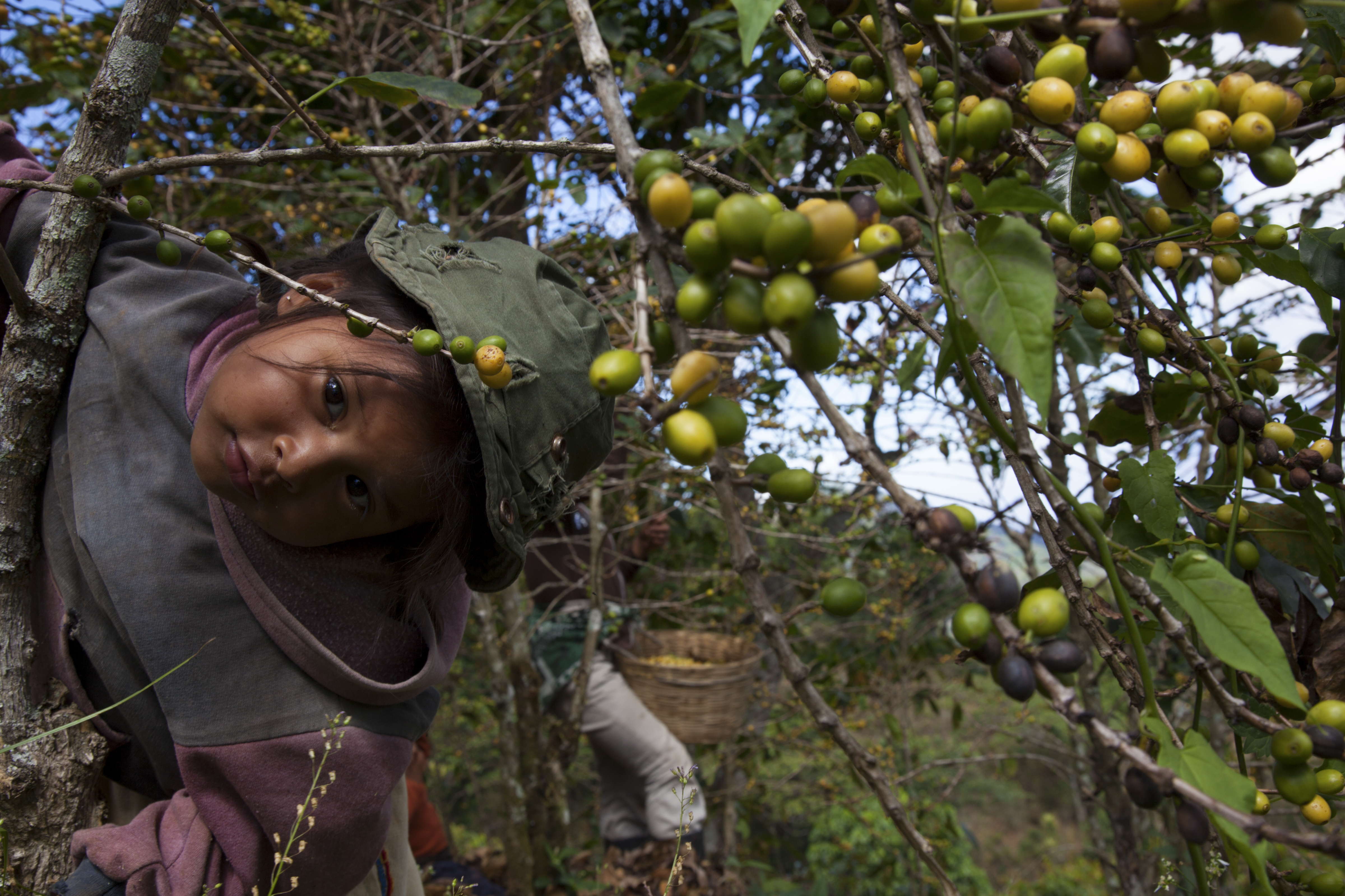 Coffee workers in Chiapas, Mexico. 