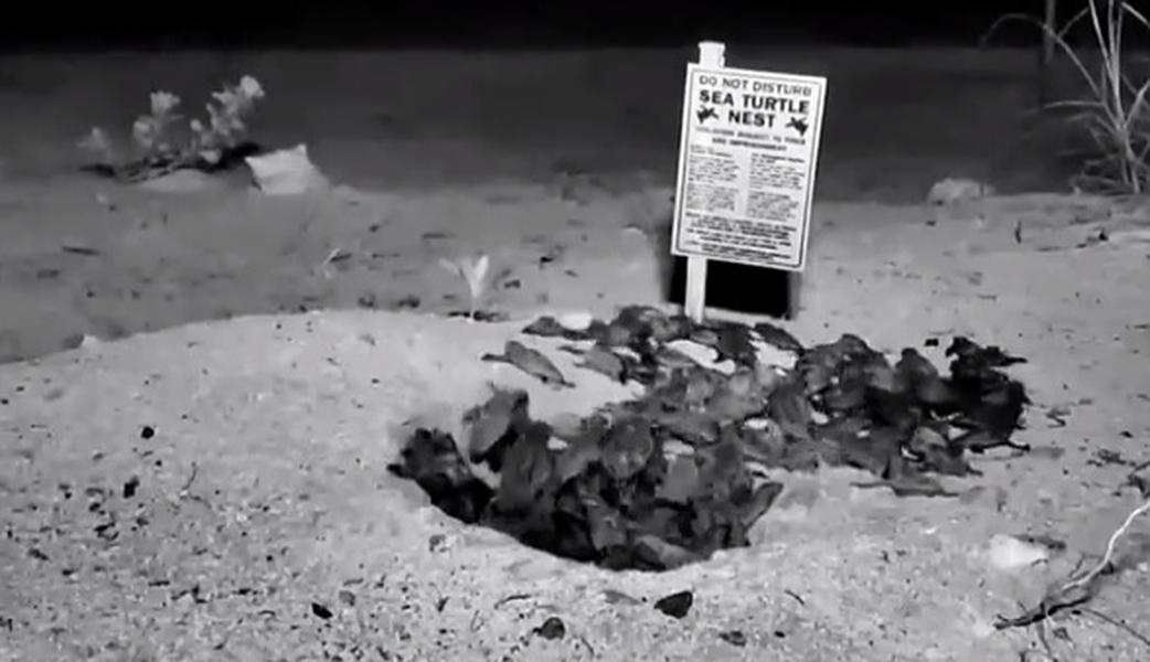 Watch tiny sea turtles make their way from the nest to the ocean