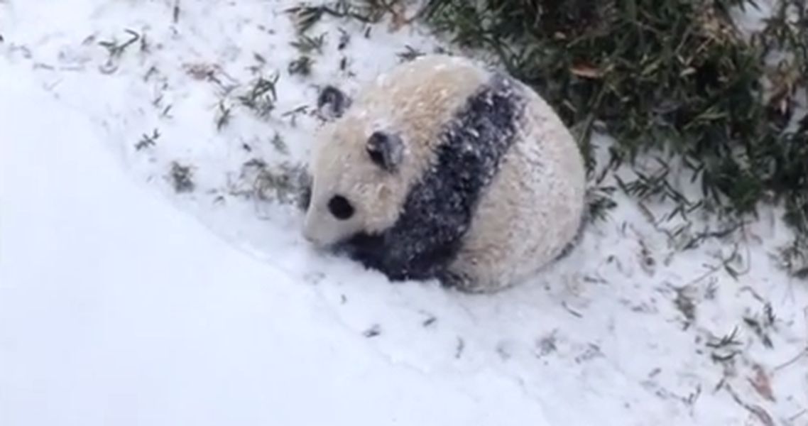 Watch Bao Bao the adorable giant panda enjoy her first snow day