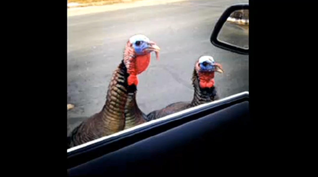 Angry turkeys take their rage out on Minnesota motorists