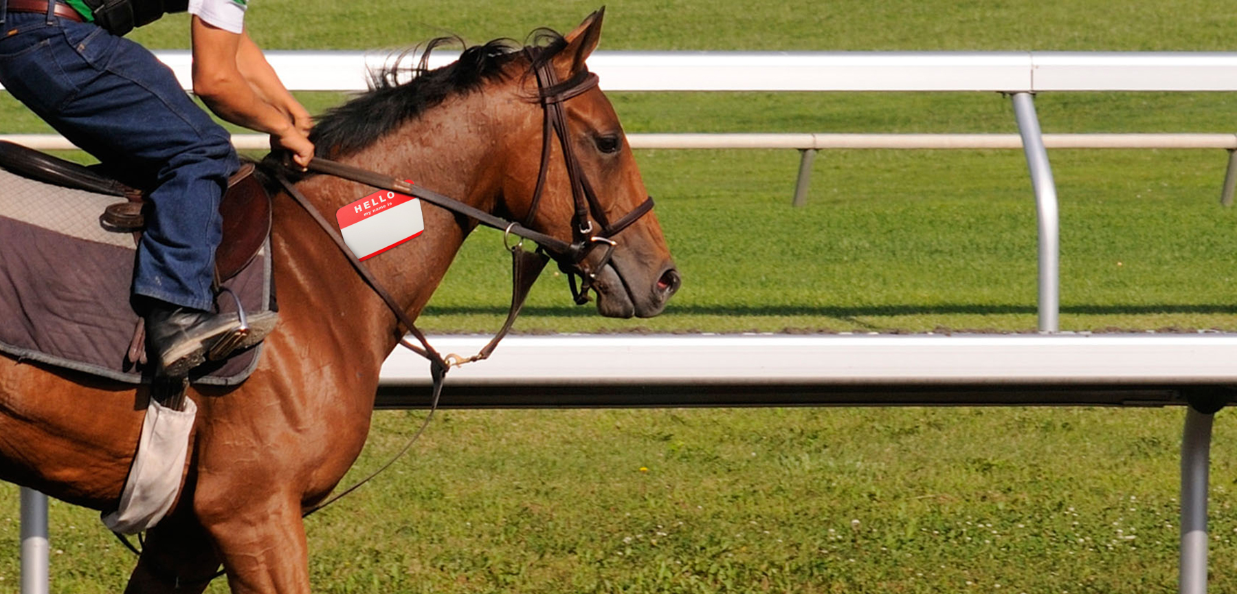 A horse wearing a nametag.