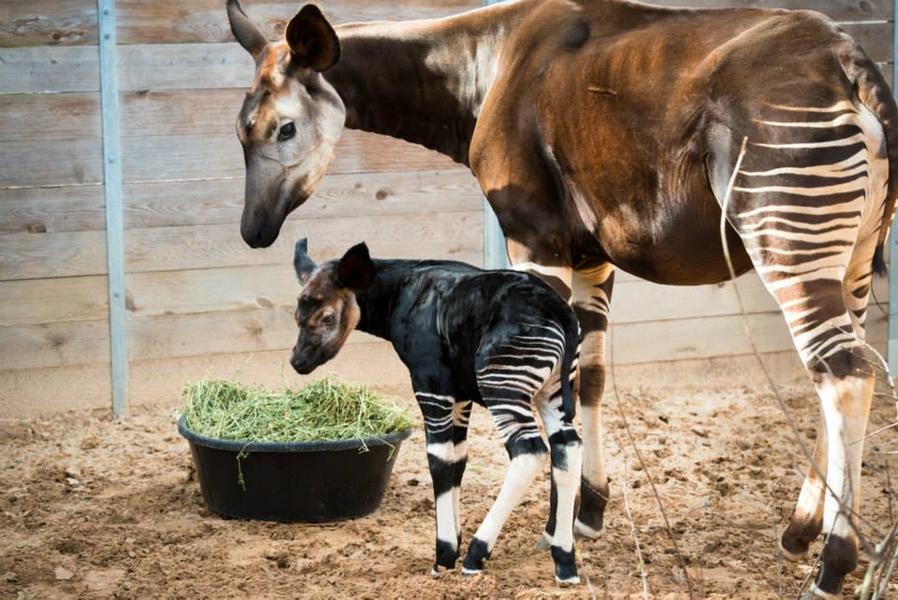 Rare &amp;mdash; and adorable &amp;mdash; baby okapi born at Houston Zoo