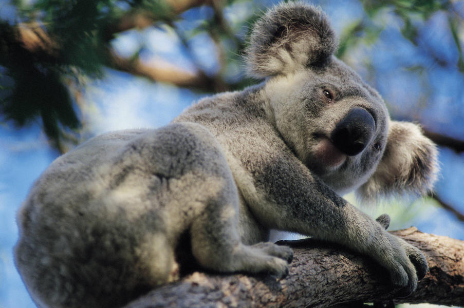 Why do koalas hug trees? Researchers say it&#039;s to beat the heat