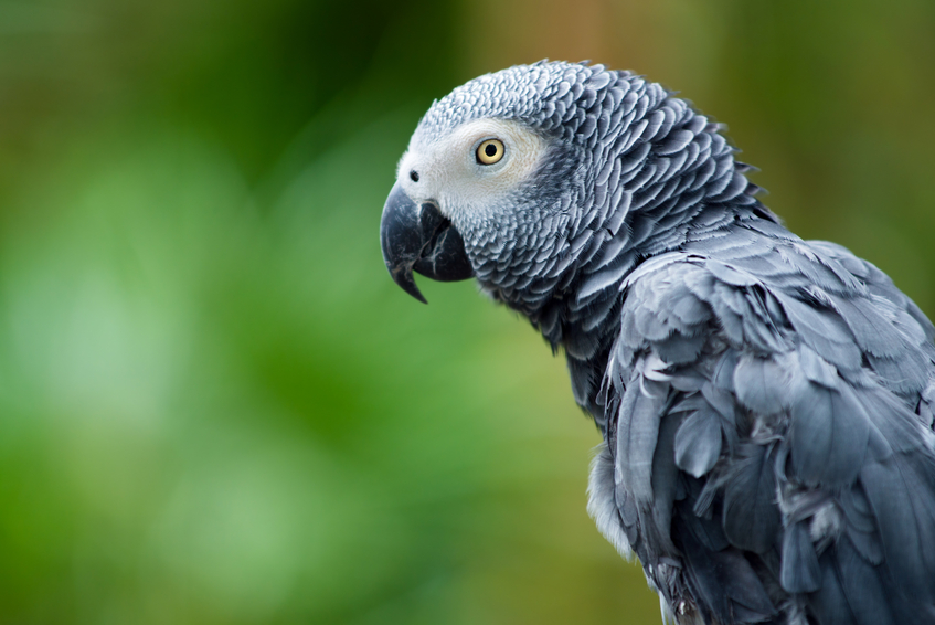 An African grey parrot.
