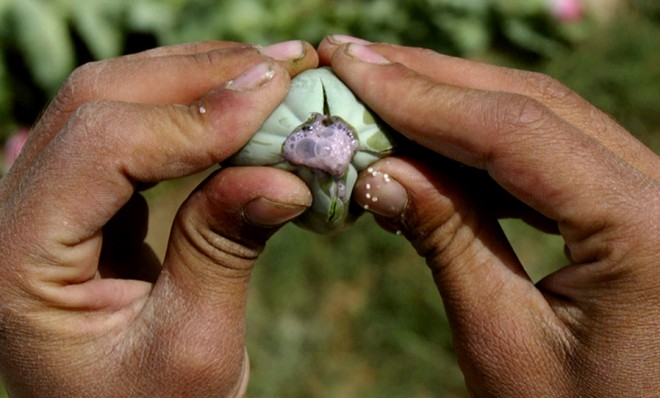 A police official squeezes a poppy pod, releasing the milky substance that when dried becomes raw opium.