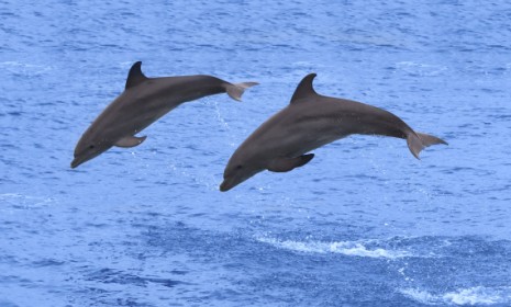 Dolphins have retractable, hand-like, penises that grope around for potential mates. Not so cute now are they?