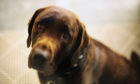 How could anyone hurt that face? Well, some pet owners have reportedly gone so far as to maim or kill their pets to cash in on the insurance policy.