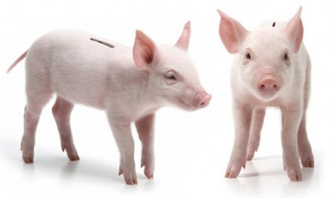 The proposed piggy bank would be made from a taxidermied piglet. So far, there are no takers.  