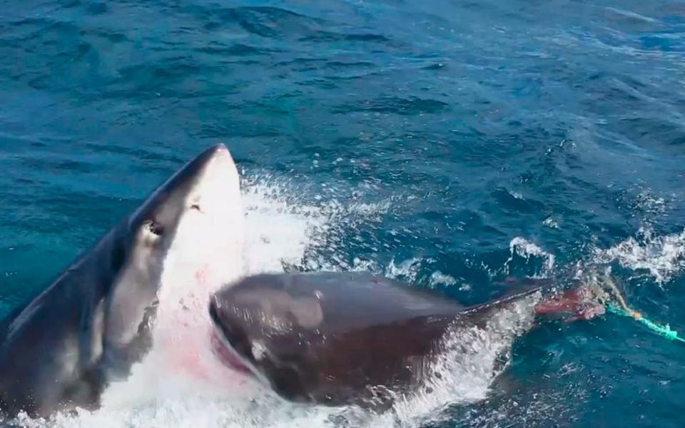 Diver captures great white sharks fighting on camera