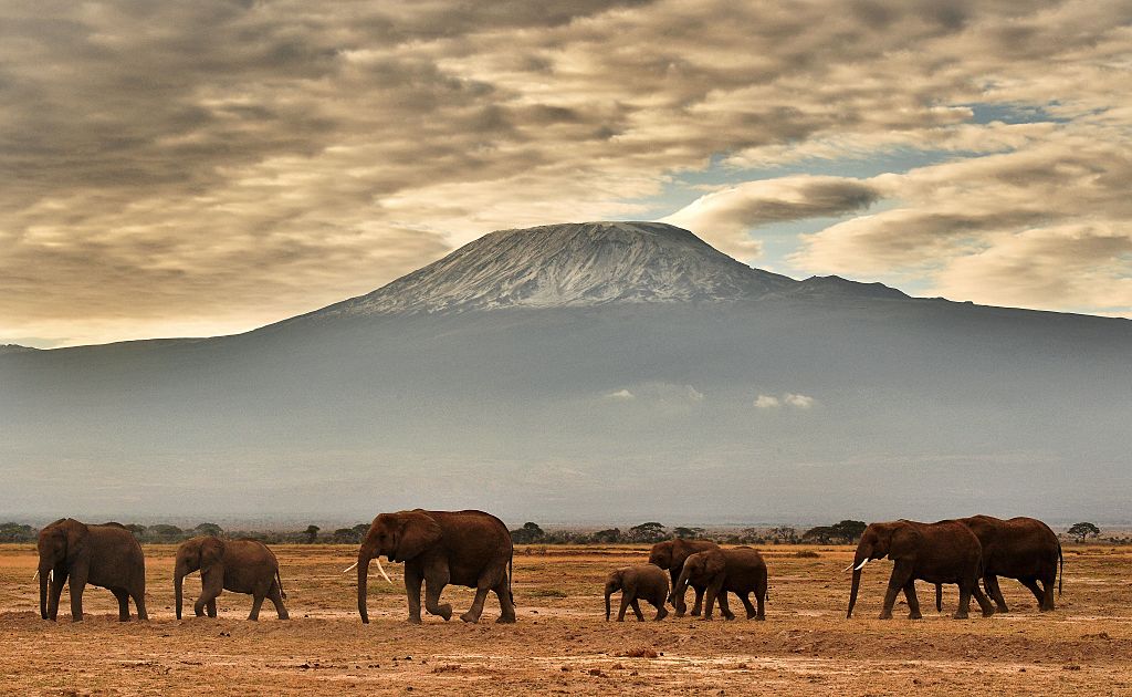 Elephants in front of Mount Kilimanjaro.