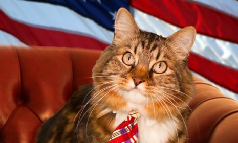 Legally, this cat is ineligible to serve in the Senate. But that&#039;s not stopping Hank&#039;s owner from launching a tongue-in-cheek political campaign.