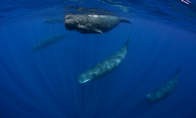 The sperm whale can dive for up to an hour.