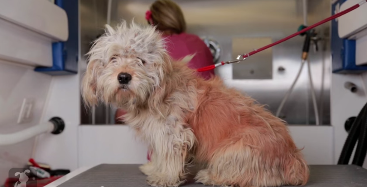 Watch a homeless street dog get a life-saving makeover