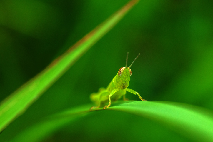 A grasshopper.