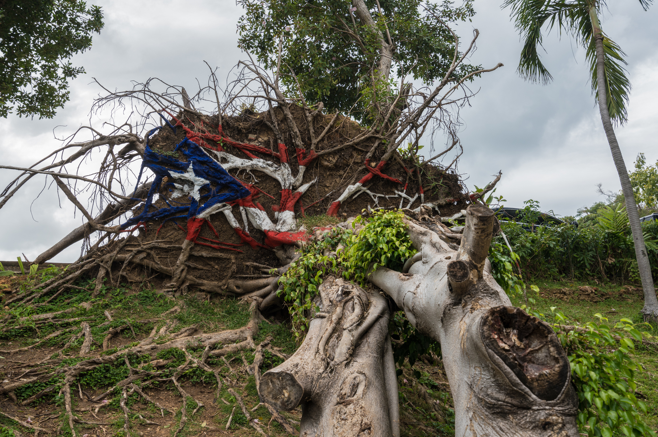 Uprooted tree from Hurricane Maria in Puerto Rico.