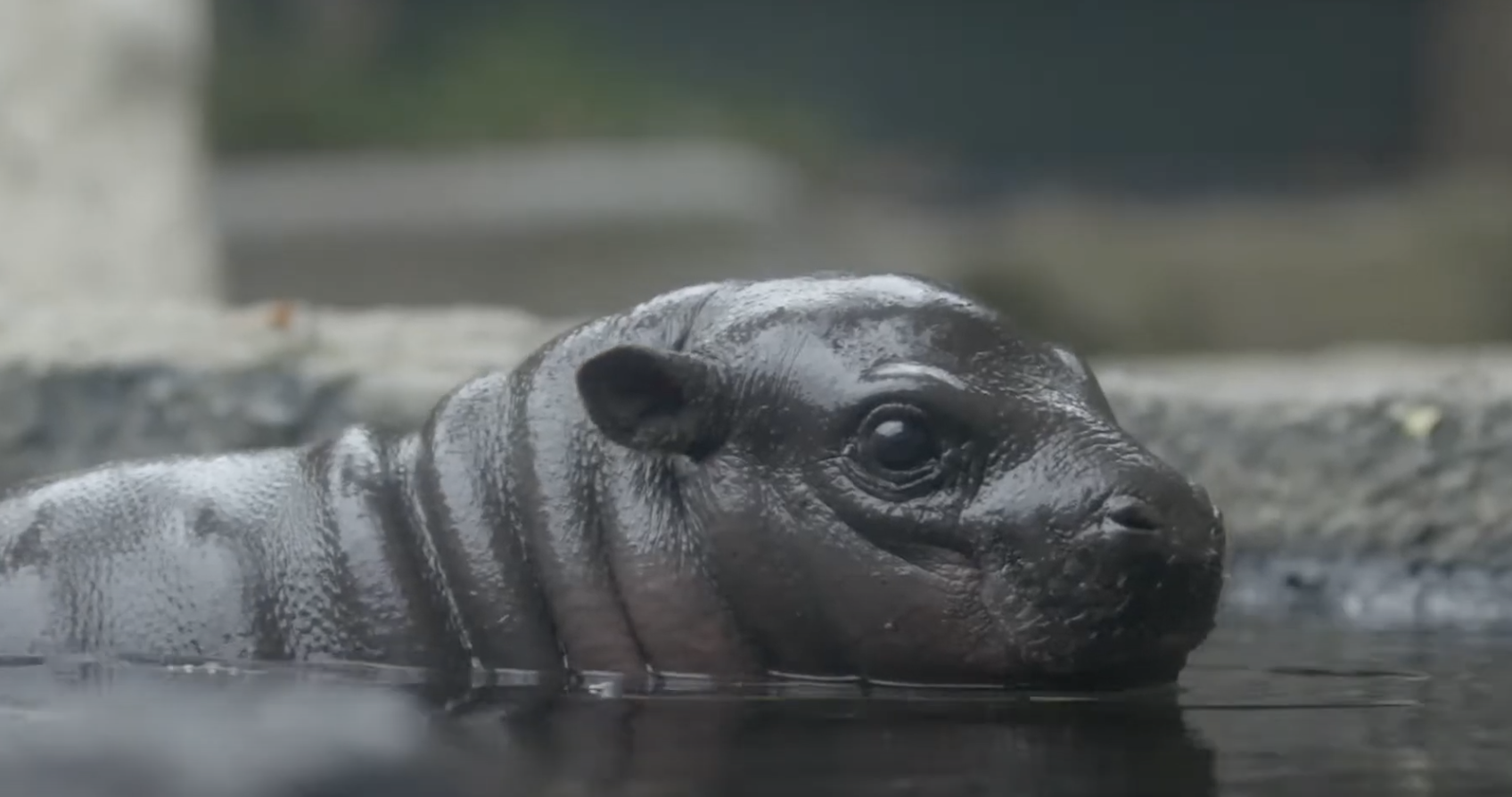Akobi, a baby pygmy hippo.