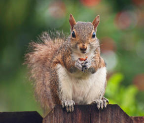 Squirrel causes $300,000 in damages