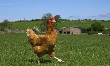 Burger King&#039;s shift to buying eggs that come from free-range chickens may win over more customers than create more cruelty-free conditions for the birds.