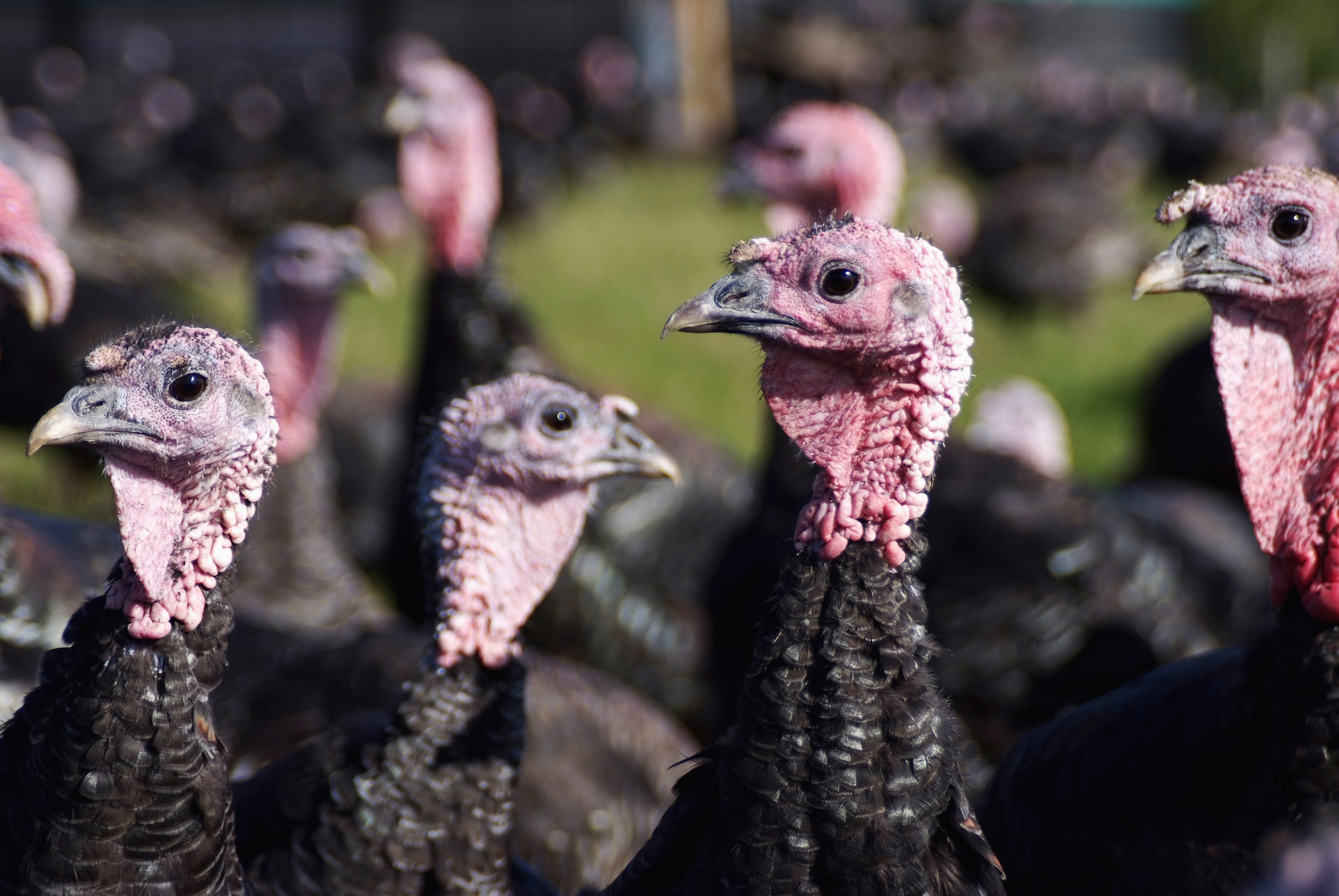 How the Thanksgiving turkey was named after the country Turkey | The Week