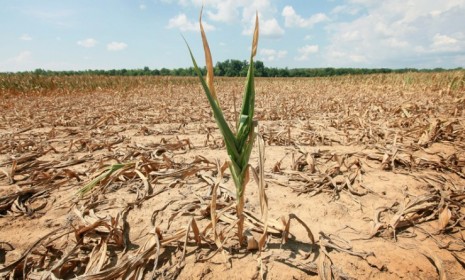 A corn plant struggles to survive in a drought-stricken Illinois field: 38 percent of U.S. corn crops are in dire shape due to the season&#039;s severe heat.