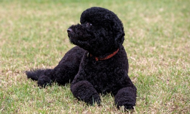 Sunny, the new Obama family dog, on the South Lawn of the White House on Monday.