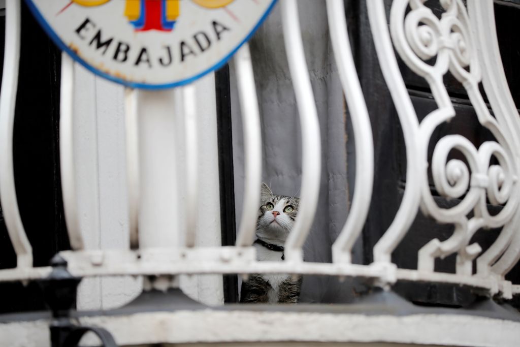 James, a cat owned by Julian Assange