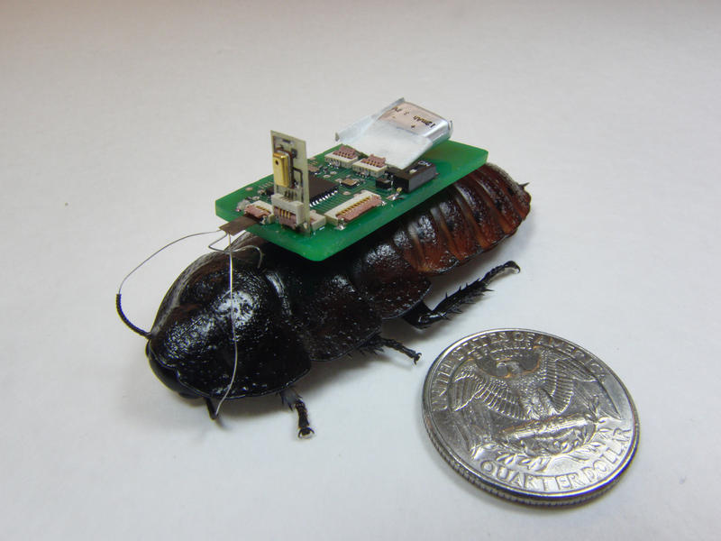 You might actually be happy to see this cyborg cockroach