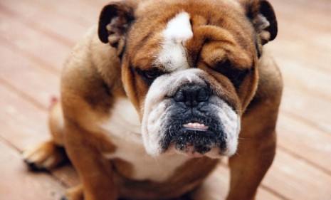 Bulldogs, with their flat noses and wrinkly skin are just the type of breed ripe for plastic surgery -- a trend on the rise among some pet owners.