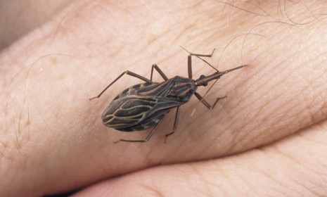 A Triatome bug feasts on human blood: This type of beetle is a carrier of Chagas disease, an illness that has infected 8 million people worldwide, and recently has sickened more than 300,000 