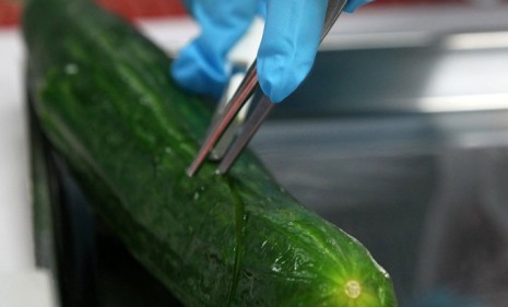 A cucumber is tested for bacteria in Germany: The country has been hit by one of the worst E. coli outbreaks in history with 17 dead and thousands infected.