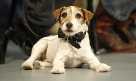 Uggie the dog has had a year that most human stars would drool over, from acting with A-listers to stealing the awards season spotlight.