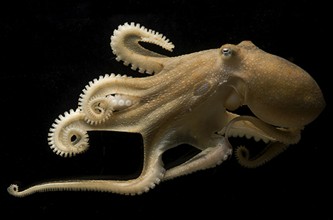 California two-spot octopus (Octopus bimaculoides).
