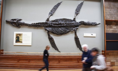 A recreation of the pliosaur: The largest and most intact fossilized skull of this oceanic predator was unveiled last week.