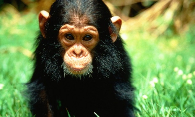 Since 2003, December 14th has been recognized as Monkey Day, at least according to the official Monkey Day website.